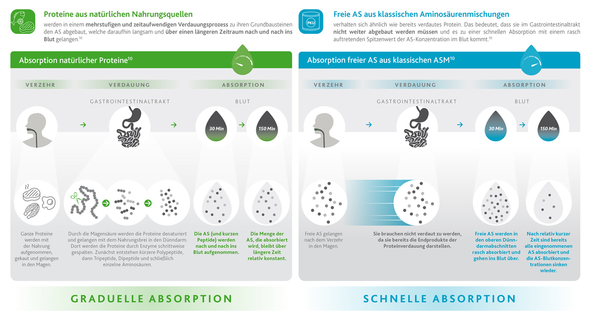 Unterschied der Absorption von Proteinen aus natürlichen Quellen und klassischen Aminosäuremischungen